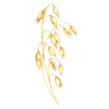 Oat stem with multiple golden-yellow grains. Avena sativa bouquet. Cereal Watercolor clipart for use in organic product packaging, natural-themed merchandise, or eco-friendly design projects