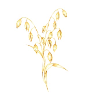 Oat stalk with clusters of golden-yellow oat grains. Avena sativa composition. Watercolor clipart for use in natural health product branding, herbal remedy packaging, or artisanal merchandise