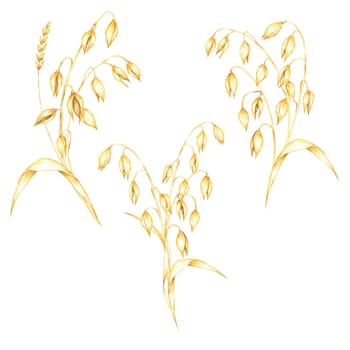 Set of oat cereal plant compositions. Avena sativa bouquets. Watercolor clipart bundle. Design for use in natural health product labels, rustic-themed branding, or farm-related illustrations