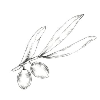 Olive branch with two large olives and slender leaves. Isolated Pencil drawing clipart for use in organic product packaging, especially for olive-based oils, skincare, or handmade soaps