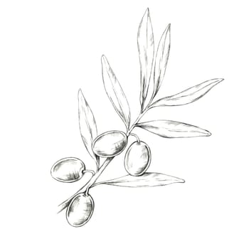 Lush olive branch featuring several olives and intricate leaf details. Isolated pencil drawing design for high-end olive oil branding, luxury skincare packaging, or Mediterranean food product labels