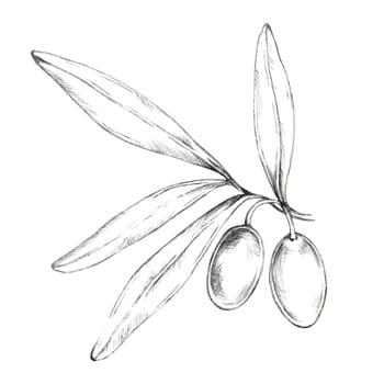 Olive branch with two plump olives and a pair of elongated leaves. Isolated pencil illustration suitable for use in gourmet olive oil labels, natural soap packaging, or cosmetic product branding