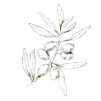 Olive branch with multiple olives and delicate leaves. Pencil drawing clipart for use in natural beauty product packaging, artisanal olive oil labels, or eco-friendly cosmetic branding