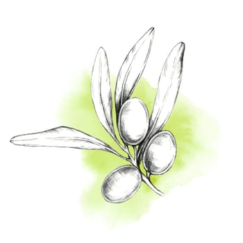 Hand-drawn olive branch with three detailed olives, highlighted by a pale green watercolor background. Isolated clipart for use in organic food product design, skincare or artisanal soap packaging