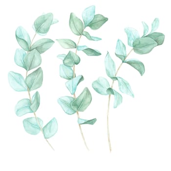 Trio of eucalyptus branches with soft green leaves. Eucalyptus cinerea, silver dollar twigs. Isolated watercolor clipart perfect for wedding invitations, organic product labels, botanical prints