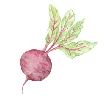 A single beetroot with a round, deep magenta bulb and vibrant green leaves, painted in watercolor. This vegetable clipart is perfect for recipe books, kitchen-themed prints, organic product packaging