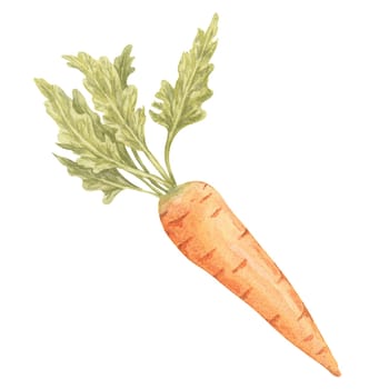 A single vibrant carrot with an orange root and leafy green top, rendered in a delicate watercolor style. Vegetable clipart for childrens books, farmers market flyers, and culinary-themed merchandise