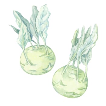 Two watercolor kohlrabi plants with lush foliage and round green bulbs. Hand painted vegetable clipart for garden planners, seeds packets, recipe cards, and eco-friendly packaging designs