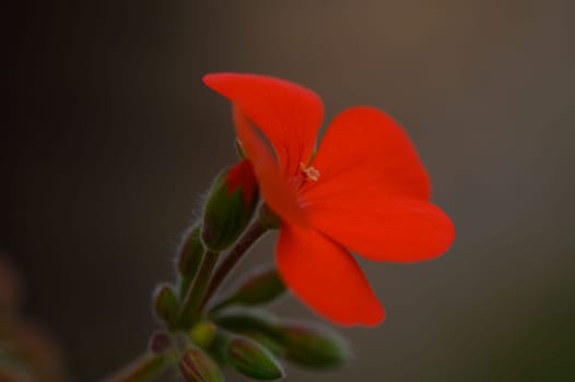 A brilliant orange flower unfolds its delicate petals, bathed in warm golden light. The tranquil garden setting offers a moment of peaceful reflection amidst nature's beauty.
