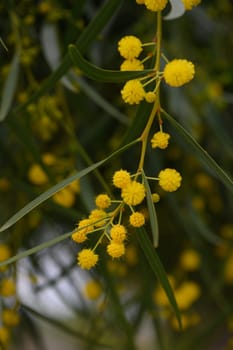 Swirling clusters of bright yellow flowers dangle gracefully from slender green branches, creating a stunning contrast in a serene natural environment.