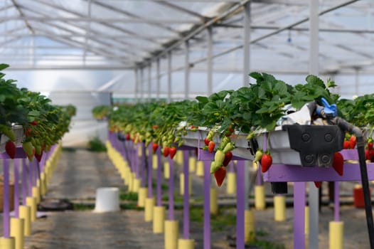 Rows of lush strawberry plants adorned with ripe red fruit fill a spacious greenhouse, showcasing vibrant greenery and the promise of a bountiful harvest during springtime.