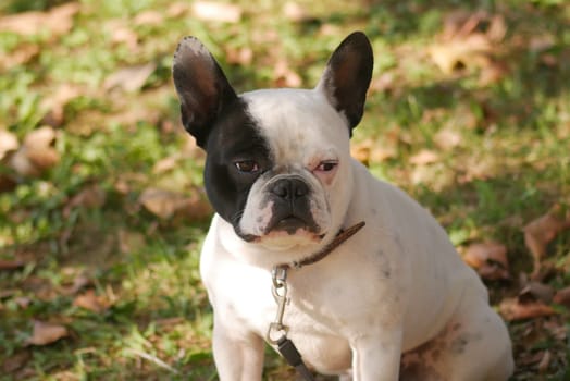 A relaxed French bulldog sits among fallen leaves, soaking up the sun.