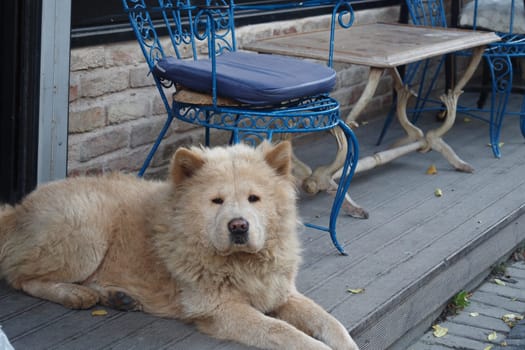 A fluffy Chow Chow lays calmly on a wooden porch beside blue chairs.