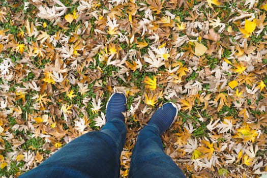 A person stands on a vibrant carpet of autumn leaves in a park.