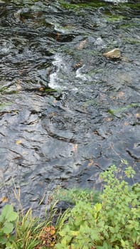 Flowing river fish green leaves nature summer autumn . High quality photo gray October 17 2024 Hrensko Czech Republic Europe