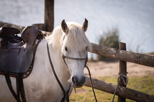 a white horse camargue race is in his ranch. France
