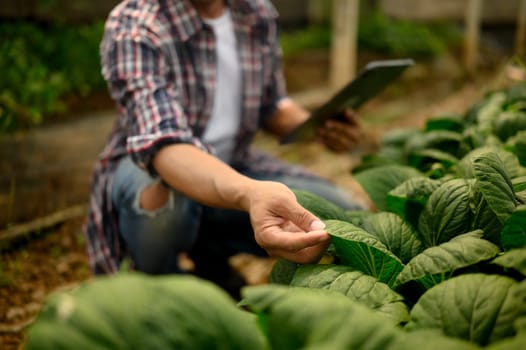 Farmer holding a digital tablet inspecting the health of leafy green plant in a greenhouse.
