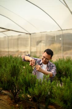 Smiling farmer carefully trimming fresh rosemary plants inside a greenhouse.