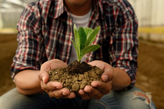 Hands holding a sprouting seedling, new life, sustainability and environmental responsibility concept.