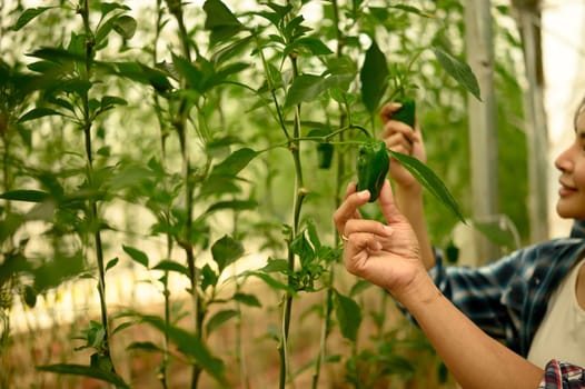Farmer checking the ripeness of green bell peppers in a greenhouse.