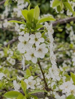Delicate white blossoms of the fleur prunier are in full bloom, surrounded by lush green leaves, showcasing nature beauty in a lively garden during spring.