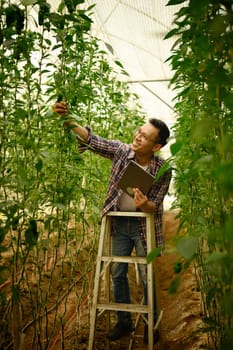Farmer checking the health of growing crops inside a greenhouse and using digital tablet to record data.