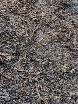 A group of chenille processionnaires crawls along the forest floor, surrounded by fallen leaves and twigs in the Landes region of France. The scene captures their distinct movement and habitat.