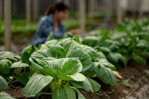 Close up of fresh green bok choy plants growing in a greenhouse.