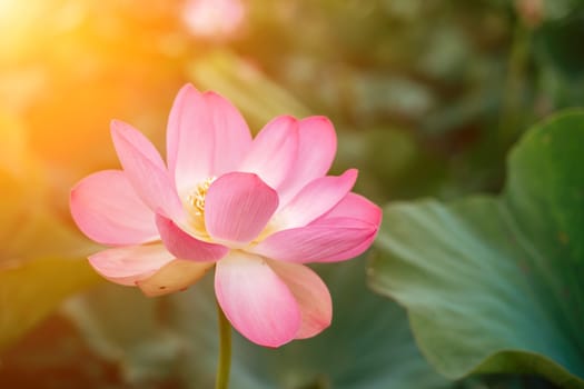 A pink lotus flower sways in the wind, Nelumbo nucifera. Against the background of their green leaves. Lotus field on the lake in natural environment