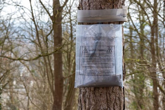 Ecological trap for processionary caterpillars on pine trunk in France - Collar around a pine tree to protect trees from dangerous insects reaching the ground trapping them in the plastic bags.