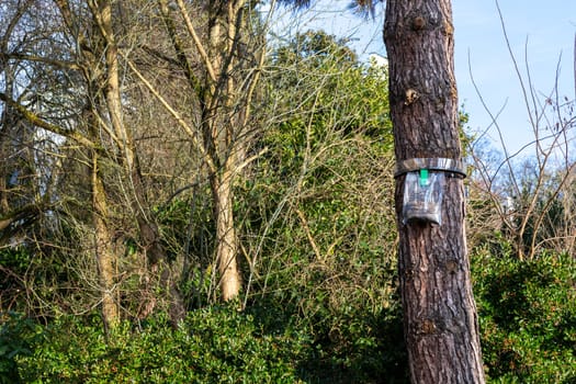 Ecological trap for processionary caterpillars on pine trunk in France - Collar around a pine tree to protect trees from dangerous insects reaching the ground trapping them in the plastic bags.