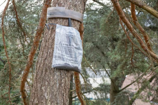 Ecological trap for processionary caterpillars on pine trunk in France - Collar around a pine tree to protect trees from dangerous insects reaching the ground trapping them in the plastic bags.