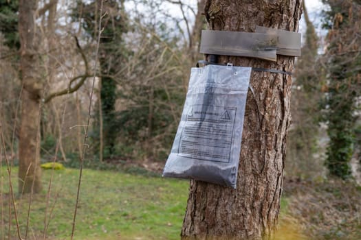 Ecological trap for processionary caterpillars on pine trunk in France - Collar around a pine tree to protect trees from dangerous insects reaching the ground trapping them in the plastic bags.