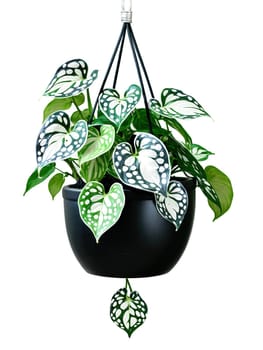 Silver Satin Pothos in a hanging black ceramic pot, trailing silver-patterned green leaves, isolated floating in motion on transparent.