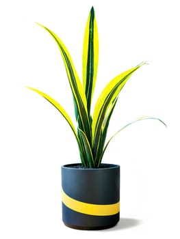 Snake Plant in tall matte black geometric planter, striking vertical leaves with vivid green-yellow stripes, isolated, in motion with soft