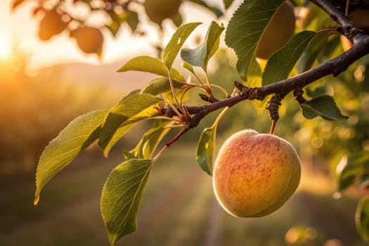 A ripe peach hangs from a leafy branch in an orchard. The warm sunlight creates a golden aura, highlighting the orchards serenity at late afternoon.