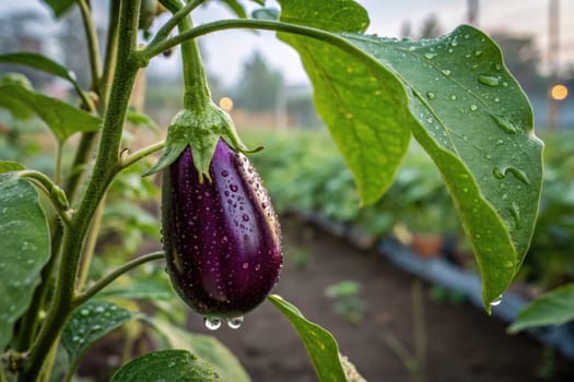 A vibrant eggplant hangs from its green plant, glistening with raindrops in a sunny garden. The background features rows of lush plants and soft morning light illuminating the scene.