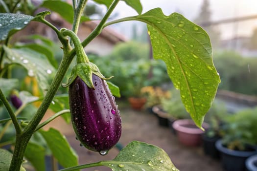 Close view of a vibrant eggplant hanging from a plant, glistening with raindrops, surrounded by lush greenery in a garden during the afternoon. The sunlight enhances the colors of nature.