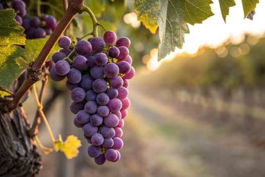 Clusters of ripe purple grapes grow on a vine, illuminated by the warm light of sunset. The vineyard stretches out in the background, showcasing rows of grapevines.