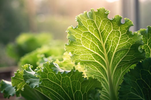Sunlight filters through vibrant green cabbage leaves in a garden in the late afternoon. The intricate veins and textures of the foliage highlight the freshness of the vegetables.