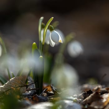Delicate white snowdrop flowers emerging from the ground, signaling the arrival of spring with blurred background