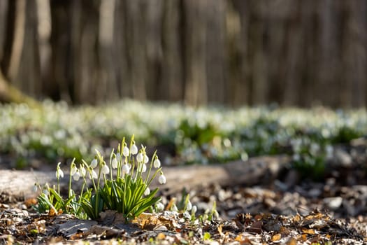 Beautiful white snowdrop flowers blooming in the forest during springtime, a symbol of renewal and the arrival of warmer weather