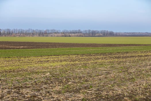 Green and brown fields are divided into strips showing different stages of plant growth with a line of trees on the horizon