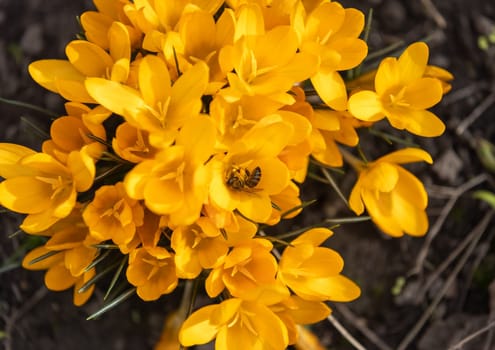 Honeybee collecting nectar and pollen from blooming yellow crocus flowers, signaling the arrival of spring and renewal