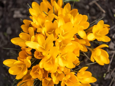 Vibrant yellow crocus flowers blooming in the garden, signaling the arrival of spring and adding a touch of color to the landscape