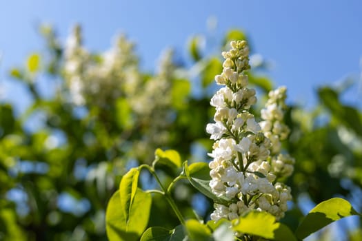 Blooming white lilac flowers adorn a lilac bush in a vibrant garden, basking under the warm sun on a beautiful spring day