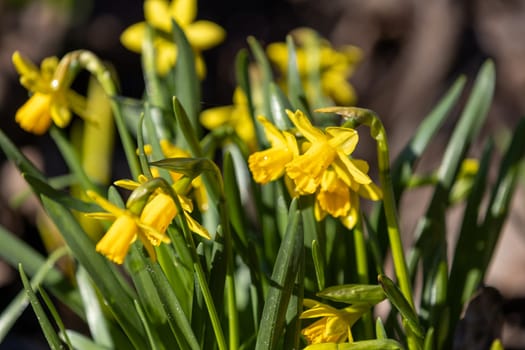 Close up of vibrant yellow daffodils blooming, capturing the essence of springtime renewal and natural beauty