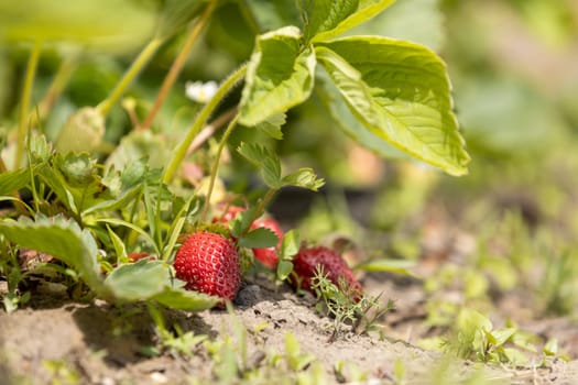 Close up of fresh, ripe strawberries growing on a strawberry plant in a garden, bathed in sunlight