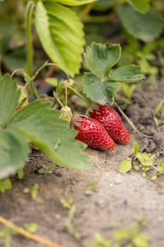 Two ripe red strawberries growing on a lush plant in a vibrant field, waiting to be harvested and enjoyed for their delicious flavor