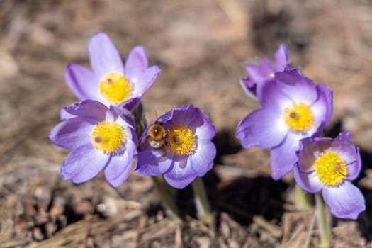 Bumblebee gathering vibrant pollen from delicate purple pasqueflower blossoms under the warm sunlight on a beautiful spring day